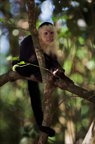 El capuchino en una rama . —  Fotos de Stock