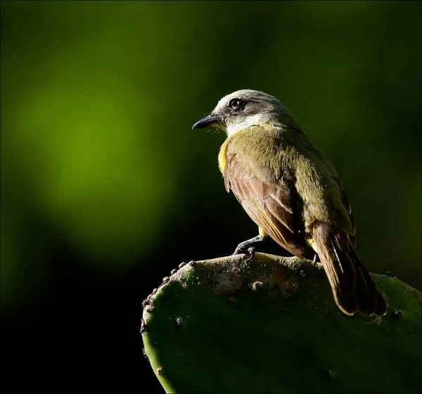 Pájaro en una hoja de cactus . — Foto de Stock