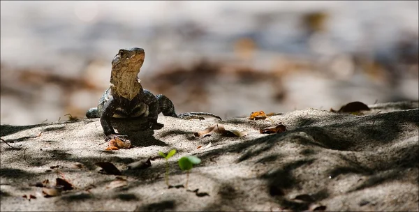 Jaszczurka na piasku. — Zdjęcie stockowe