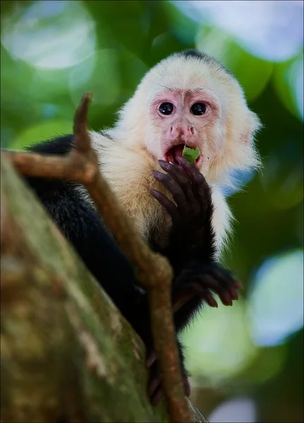 O Capuchinho . — Fotografia de Stock