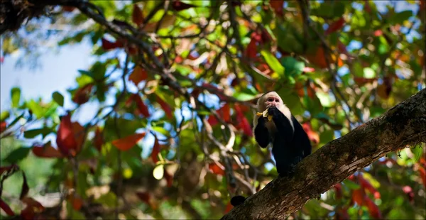 Capuchin på ett träd. — Stockfoto