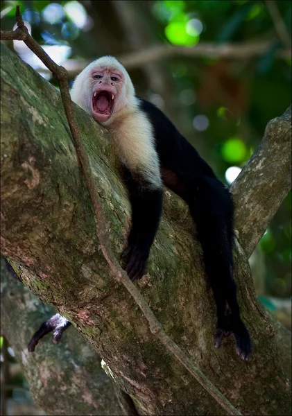 The Capuchin yawns. — Stock Photo, Image