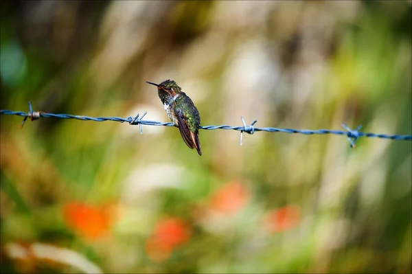 The hummingbird on prickly a prowolf. — Stock Photo, Image
