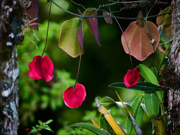 Rote Blüten auf grünem Laub. — Stockfoto
