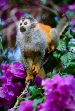 The squirrel monkey and flowers clipart
