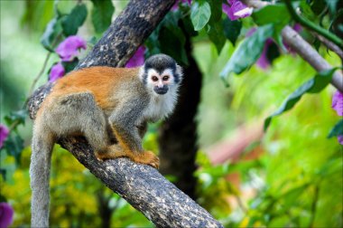 The squirrel monkey. clipart