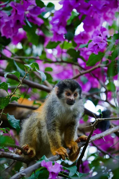 Squirrel monkey. — Stock Photo, Image