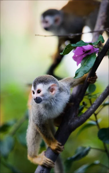 Saimiri - Macaco-esquilo . — Fotografia de Stock