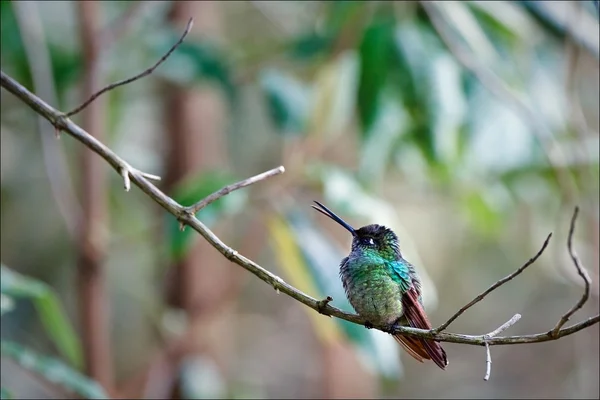 Hummingbird. — Stock Photo, Image