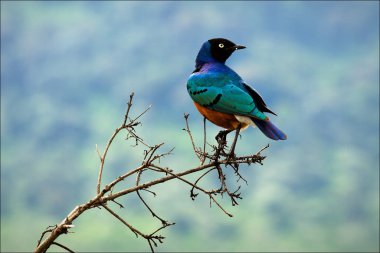 Superb Starling. clipart