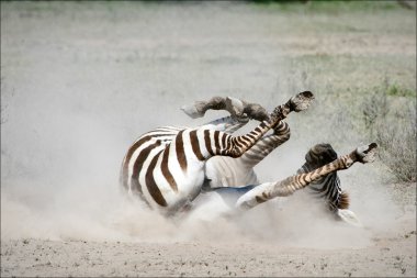 bir toz içinde Zebra.