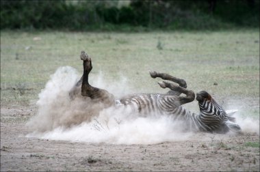 Zebra bir toz içinde. 2