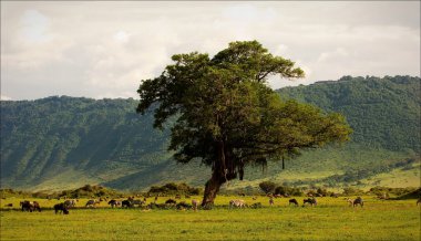 In a crater of Ngoro ngoro. clipart