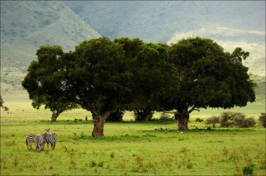 ngoro ngoro kraterinde.