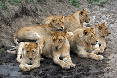 Six lions.