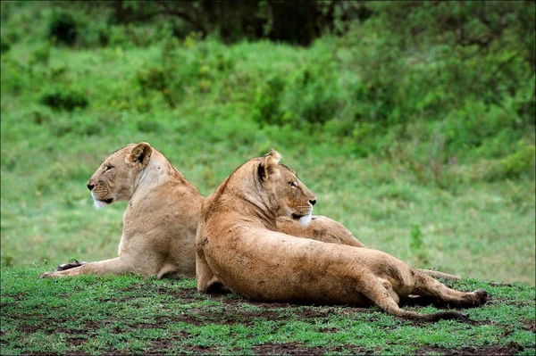 Dvě lvice. — Stock fotografie