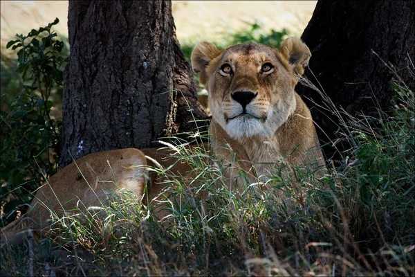 Lionne à l'ombre d'acacia — Photo