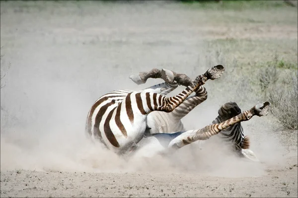 Zebra in a dust. — Stock Photo, Image