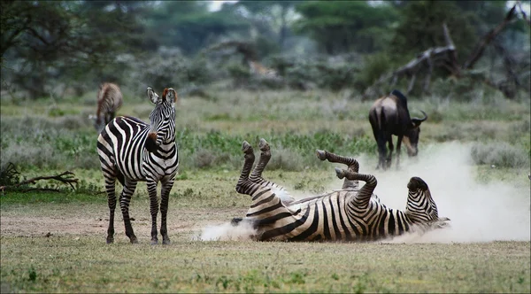 Zebra in een stof. 3 — Stockfoto