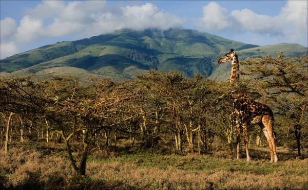 Жираф в акации . — стоковое фото