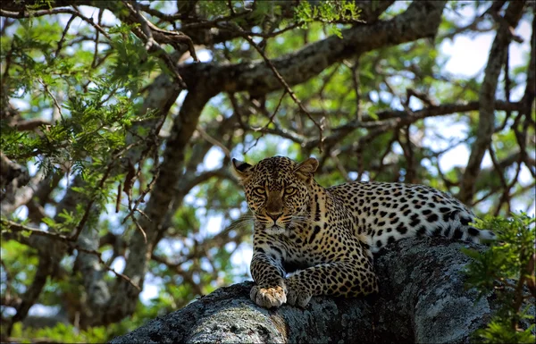 Bir ağaç üzerinde leopar. — Stok fotoğraf