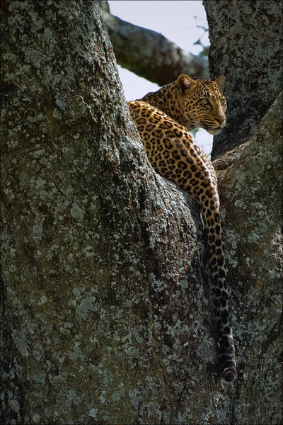 Leopard-ra egy fa. — Stock Fotó