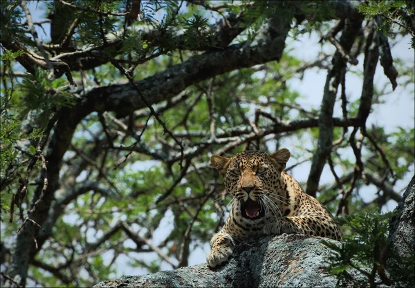 Yawning leopard on a tree — Stock Photo, Image