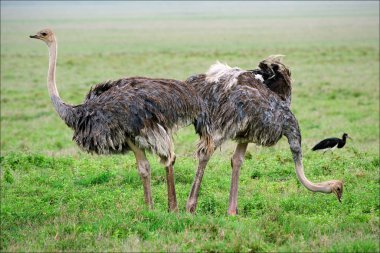Two ostriches. clipart
