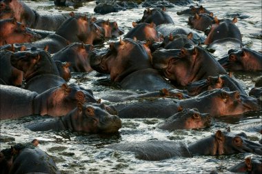 The herd of hippopotamuses bathes. clipart