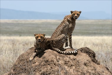 Two cheetahs. clipart