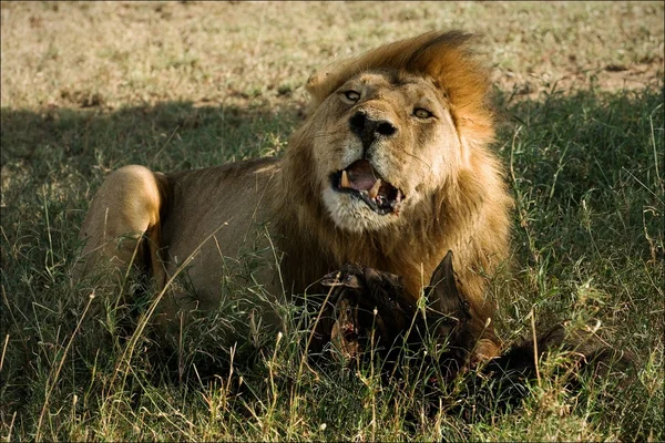 Lion bakom en måltid. — Stockfoto