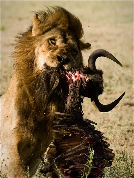 Leão atrás de uma refeição . — Fotografia de Stock