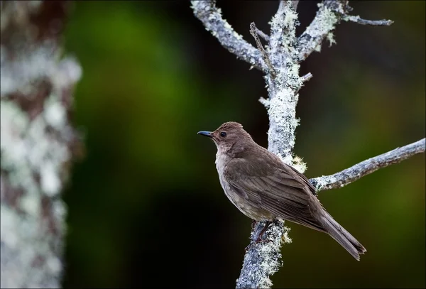 Vogel op een lichte tak. — Stockfoto
