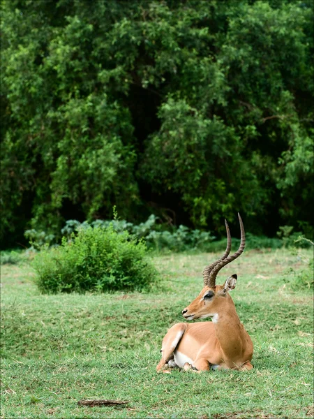 De impala heeft een rust. — Stockfoto