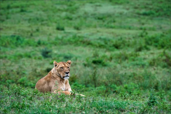 母狮在草地上. — 图库照片