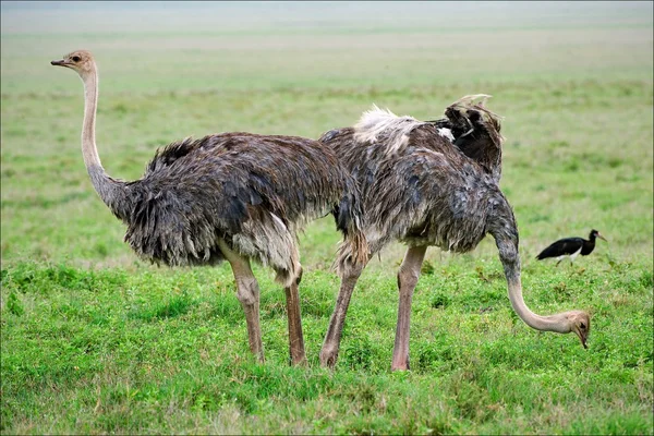 Два страуса. . — стоковое фото