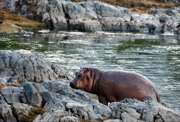 Hipopotam na kamienistym wybrzeżu. — Zdjęcie stockowe