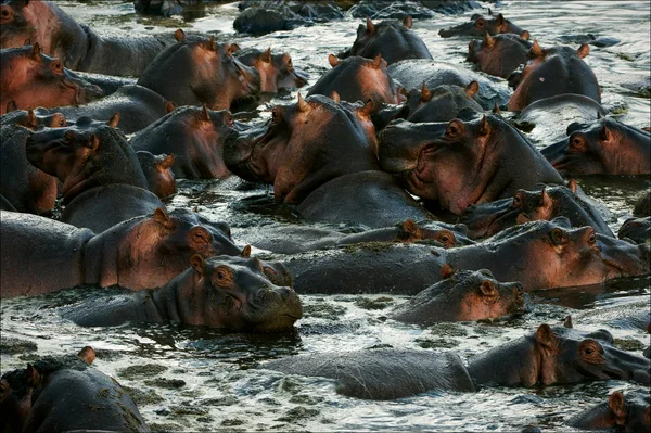 Hipopotamın sürüsü banyoları. — Stok fotoğraf