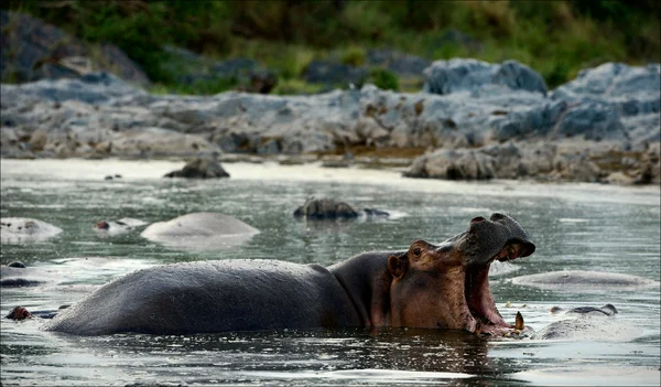 Ziewanie hipopotam. — Zdjęcie stockowe