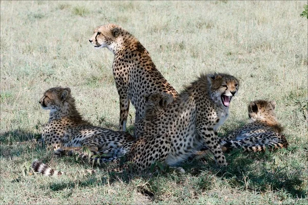 Cinco guepardos . — Foto de Stock