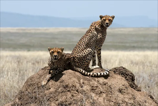 Dos guepardos. . — Foto de Stock