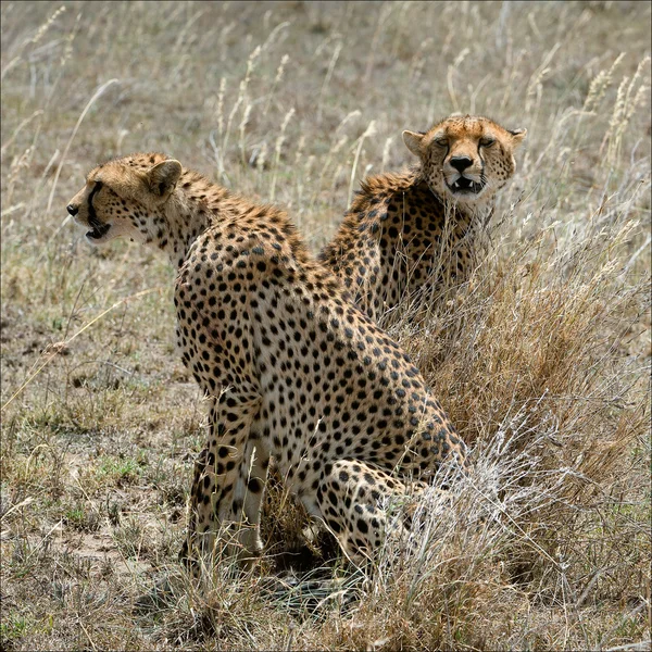 Two cheetahs in a grass. — Stock Photo, Image