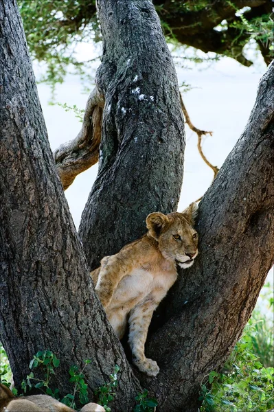 Sorgliga unga lejon. — Stockfoto