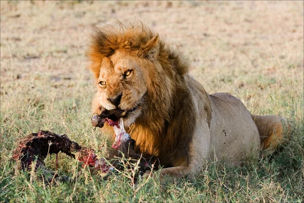La cena de un león. 2. — Foto de Stock