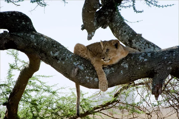 Young lion on a tree. 2 — Stock Photo, Image