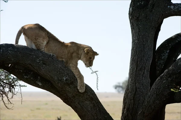 Jeune lion sur un arbre. — Photo