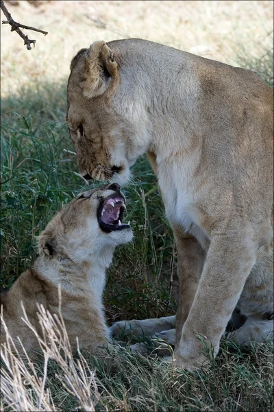 Löwin und junger Löwe. — Stockfoto