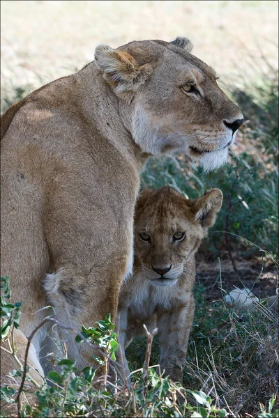 Lioness and young lion.
