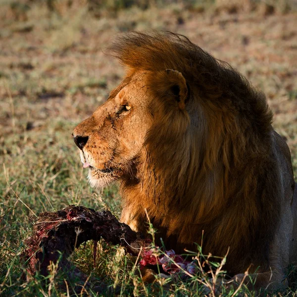 Kvällsmat av ett lejon. — Stockfoto