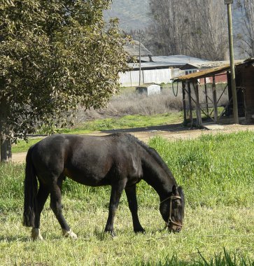 Şili at yarışı